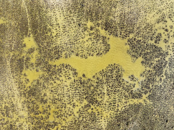 Detail of marshland near Sanlúcar de Barrameda. Aerial view. Drone shot. Cádiz province, Andalusia, Spain, Europe