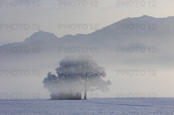 Hut in the snow, trees with hoarfrost, fog, winter, view of Benediktenwand, Loisach-Lake Kochel moor, Alpine foothills, Upper Bavaria, Bavaria, Germany, Europe