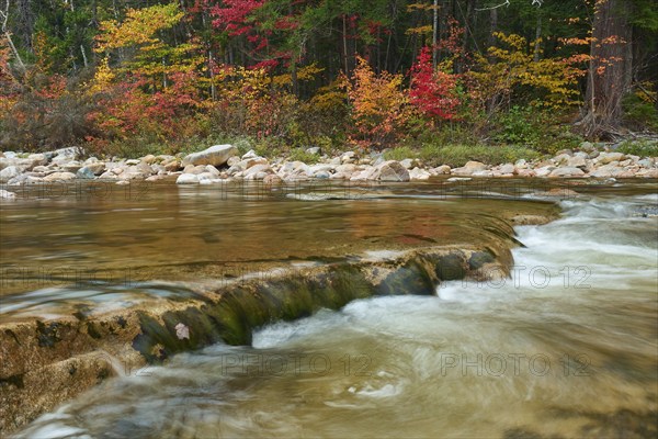 A river flows through a landscape with colourful autumn trees and stones on the banks, the leaves glow in intense colours, autumn, White Mountain, New Hampshire, New England, USA, North America