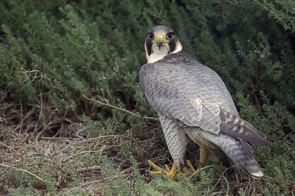 Peregrine falcon (Falco peregrinus), Provence, southern France