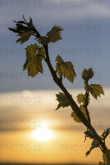 Young leaves of a grapevine in spring, viticulture, budding, shoots, vines, sunset, Baden-Württemberg, Germany, Europe