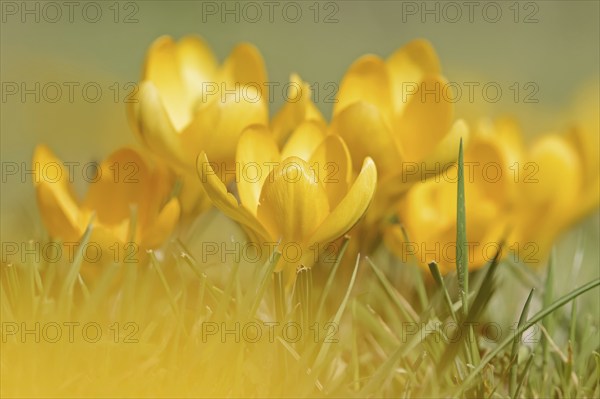 Golden crocus or dutch yellow crocus (Crocus flavus), North Rhine-Westphalia, Germany, Europe