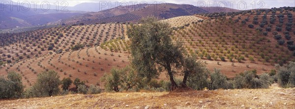 Landscape with Olive Groves in Granada Province, Andalusia, Spain, Southern Europe. Scanned slide, Europe