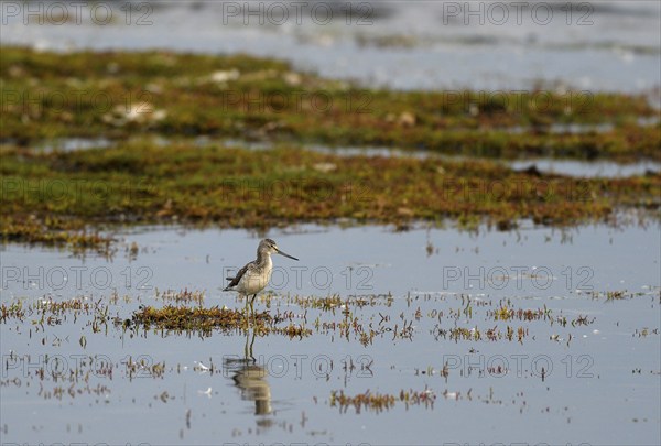 Common greenshank (Tringa nebularia) standing in shallow water, Poel Island, Mecklenburg-Western Pomerania, Germany, Europe