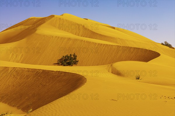 Wind-sculpted curved sand dunes with green vegetation, in the Rub al Khali desert, Dhofar province, Arabian Peninsula, Sultanate of Oman