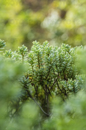 Close-up of a green box tree with blurred background outdoors, Gechingen, Black Forest, Germany, Europe