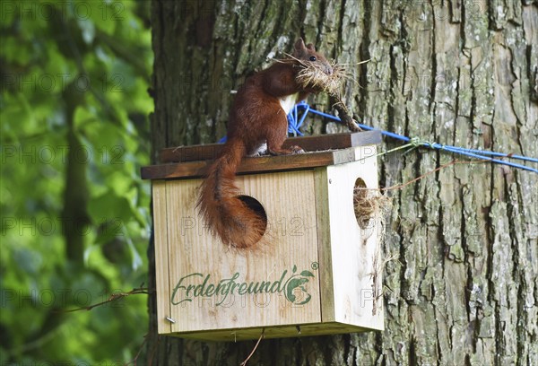 Squirrel building a nest in the squirrel house, Kobel, on a lime tree, Schleswig-Holstein, Germany, Europe