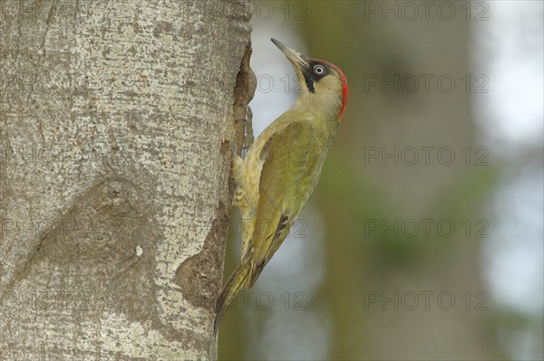 European green woodpecker (Picus viridis) male at the breeding den, wildlife, North Rhine-Westphalia, Germany, Europe