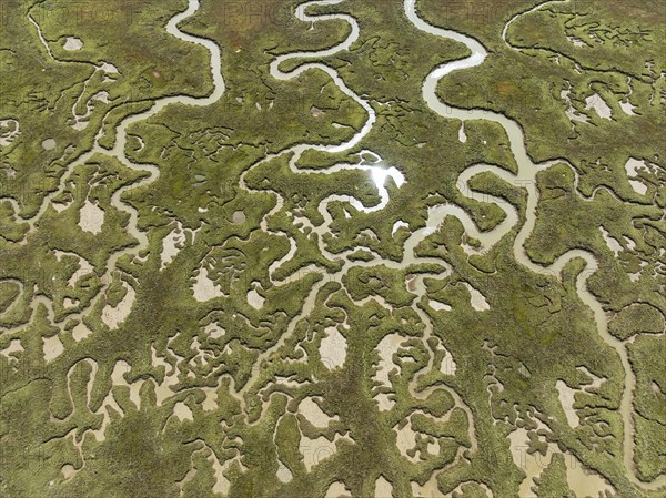 Network of channels and streams at low tide. In the marshland of the Piedras River. Aerial view. Drone shot. Huelva province, Andalusia, Spain, Europe