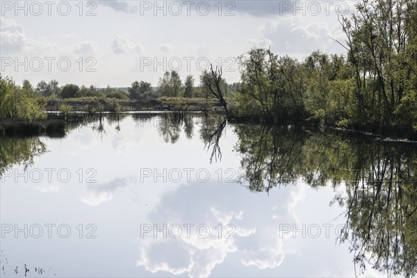 Moorland, rewetting, Emsland, Lower Saxony, Germany, Europe