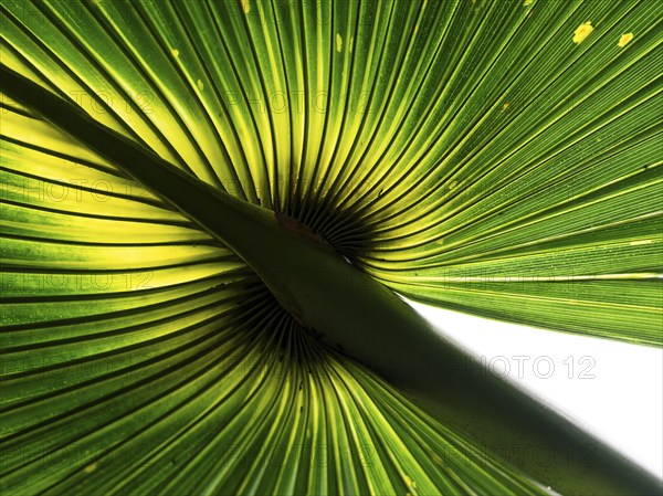 Close-up of a palm leaf, Royal Botanic Gardens (Kew Gardens), UNESCO World Heritage Site, Kew, Greater London, England, United Kingdom, Europe