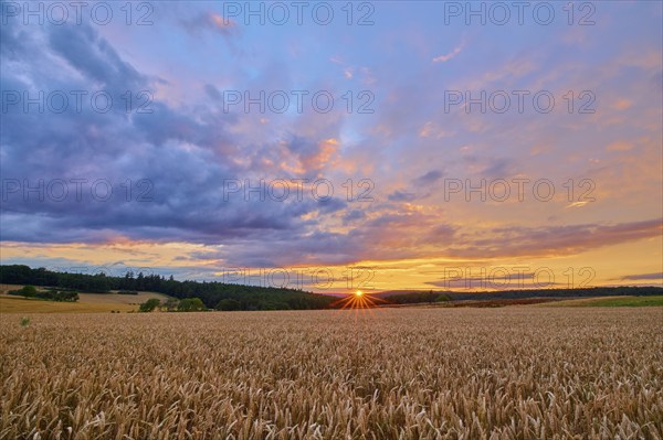 A wheat field (Triticum), in the foreground, surrounded by forest under an evening sky with clouds and a sunset, summer, Großheubach, Miltenberg, Spessart, Bavaria, Germany, Europe