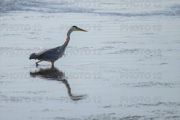 Grey heron (Ardea cinerea) on the hunt, animal portrait, Bagges Dæmning, Ringkøbing Fjord, Denmark, Europe