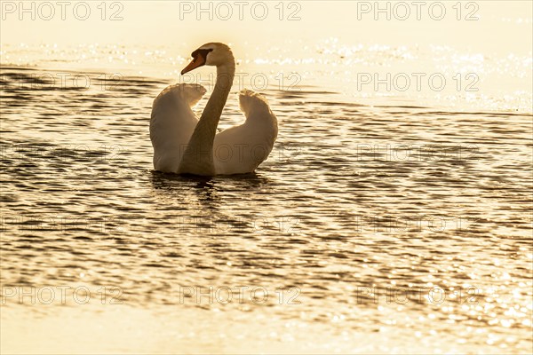 Mute swan (Cygnus olor), evening light, Bagges Dæmning, Ringkøbing Fjord, Denmark, Europe
