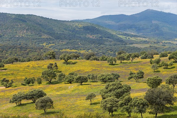Wide landscape with green hills and trees, interrupted by yellow and blue of the sky in spring, landscape near Guadalupe, province of Cáceres, Caceres, Extremadura, Spain, Europe
