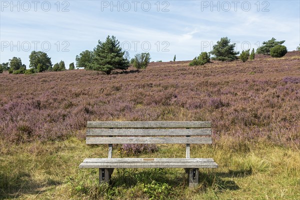 Heather blossom, trees, bench, Wilseder Berg near Wilsede, Bispingen, Lüneburg Heath, Lower Saxony, Germany, Europe