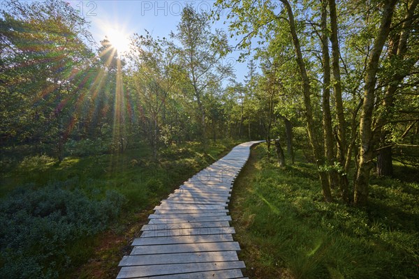 A wooden plank path leads through a moor forest flooded with sunlight on a clear summer's day, Schwarzes Moor, Fladungen, Rhön, Bavaria, Germany, Europe