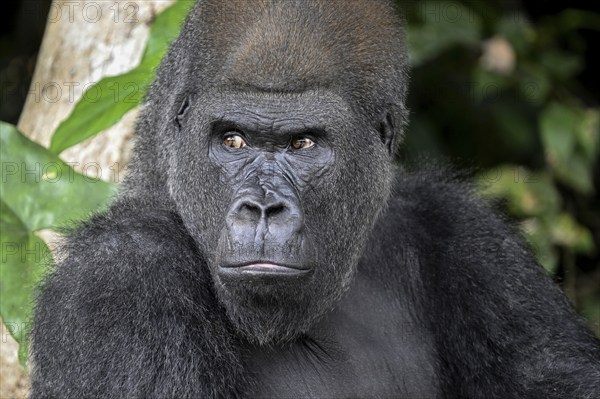 Western lowland gorilla (Gorilla gorilla gorilla), portrait, Réserve Lésio-Louna nature reserve, near Moembe, Plateau department, Republic of the Congo