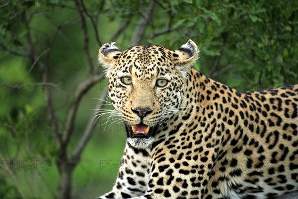 Leopard (Panthera pardus), adult, on tree, portrait, Sabisabi Private Game Reserve, National Park, Kruger National Park, South Africa, Africa
