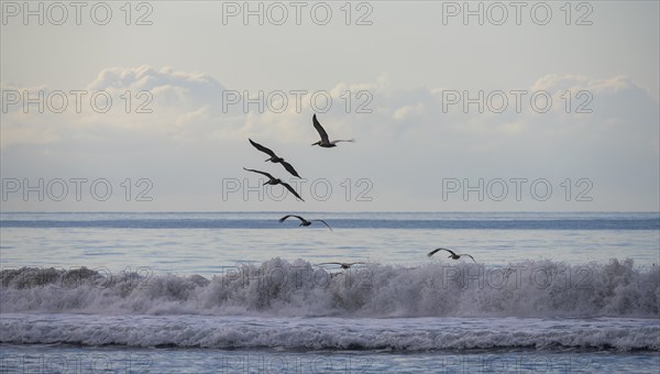 Brown pelicans (Pelecanus occidentalis) flying over the waves by the sea, Corcovado National Park, Osa, Puntarena Province, Costa Rica, Central America
