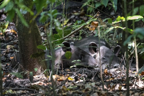 Baird's tapir (Tapirus bairdii), mother with young, lying asleep in the rainforest, Corcovado National Park, Osa, Puntarena Province, Costa Rica, Central America