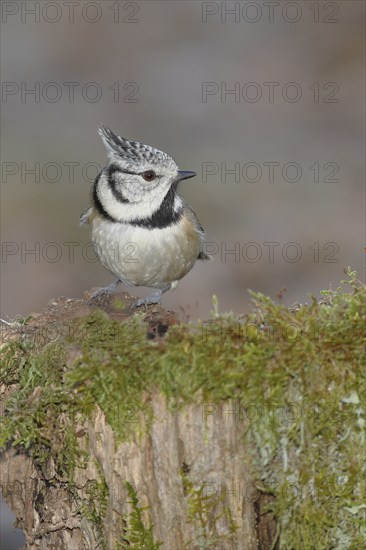 Crested Tit (Lophophanes cristatus), sitting on a tree root covered with moss, Wilnsdorf, North Rhine-Westphalia, Germany, Europe