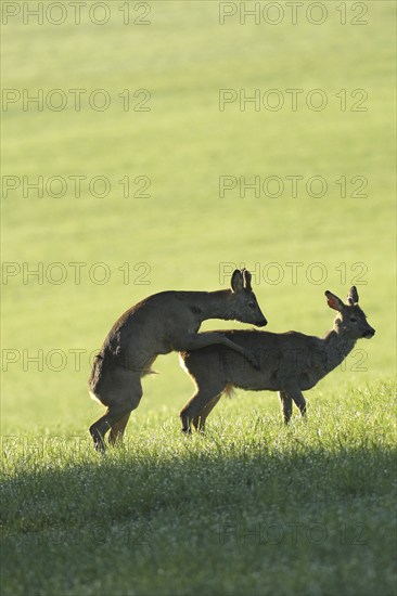 European roe deer (Capreolus capreolus) fawn in velvet and winter coat playfully mounting another fawn with spikes of different lengths, Allgäu, Bavaria, Germany, Europe