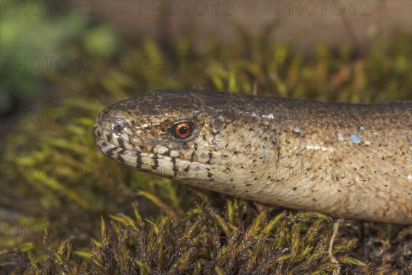 Close-up of the head of a slow worm (Anguis fragilis) on moss-covered ground, Baden-Württemberg, Germany, Europe