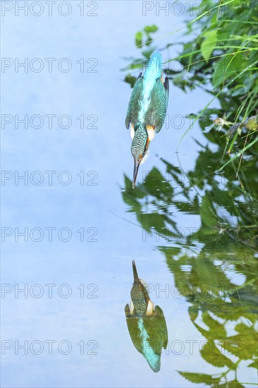 Common kingfisher (Alcedo atthis) diving into the water to hunt fish, wildife, Catalonia, Spain, Europe