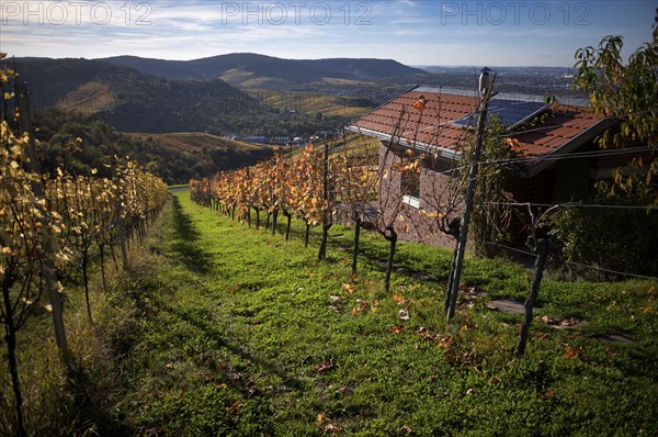 Cabin with solar roof, solar panel, in the vineyard, vines, grapevines, viticulture, autumn colouring, autumn, Strümpfelbach, Weinstadt, Baden-Württemberg, Germany, Europe