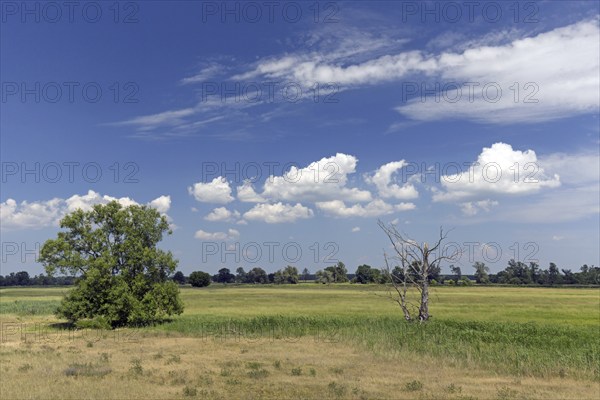 Meadow near the river Oder at Oderbruch, moorland landscape near Oderberg, Brandenburg in eastern Germany