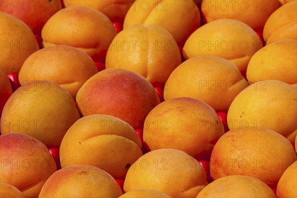 Apricots for sale on a market stall, Brittany, France, Europe