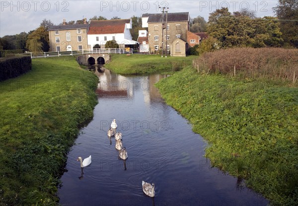 Swans on River Deben and Rackhams water mill, Wickham Market, Suffolk, England, United Kingdom, Europe