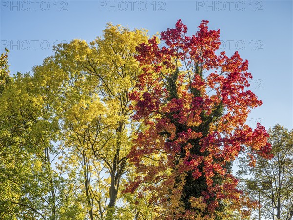 Autumn foliage, colourful autumn trees, Celle, Germany, Europe