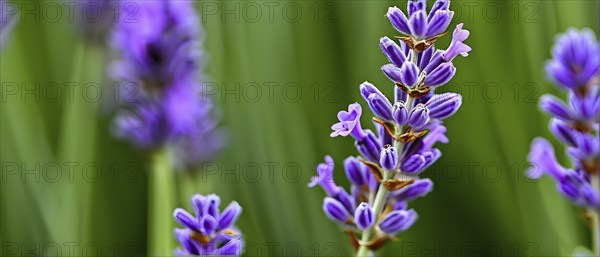Detailed macro of a lavender flower (Lavandula angustifolia), showing the tiny purple buds and soft, velvety texture of the petals, AI generated
