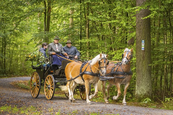Presentation and route ride, all carriages in stylish tension, popular sporting event over approx. 30 km. An event organised by Reit- und Fahrverein Moritzburg e.V., 29th Moritzburger Teichrundfahrt, Moritzburg, Saxony, Germany, Europe