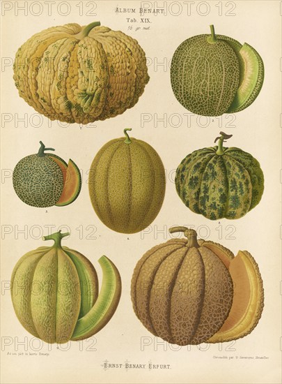 Vegetables, various melons, after Ernst Samuel Benary (10 November 1819, 19 February 1893), Hessian horticulturalist, Historical, digitally restored reproduction from a 19th century original, Record date not stated