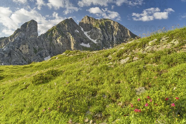 Torre Dusso of the Croda da Lago group from Passo di Giau, Alpine roses, Dolomites, Belluno, Italy, Europe