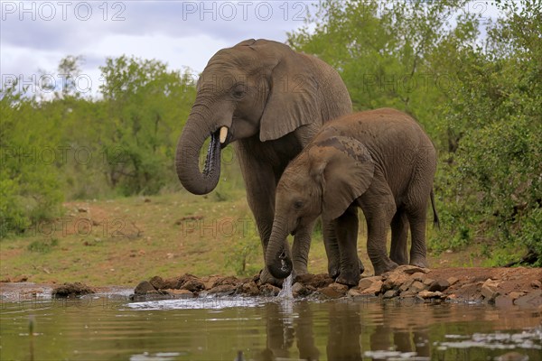 African elephant (Loxodonta africana), adult, male, bull, young animal, young bull with young animal, at the water, drinking, Kruger National Park, Kruger National Park, South Africa, Africa