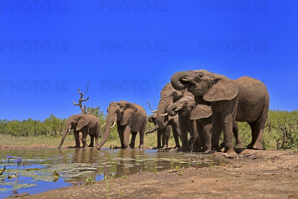 African elephant (Loxodonta africana), adult, juvenile, group, herd, at the water, drinking, Kruger National Park, Kruger National Park, South Africa, Africa