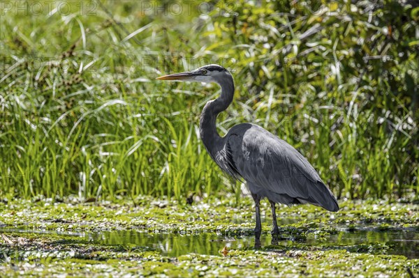 Grey heron at the water, Cahuita National Park, Costa Rica, Central America
