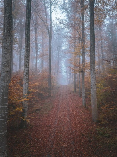 A narrow forest path with mist and orange autumn leaves conveys tranquillity, Gechingen, Black Forest, Germany, Europe