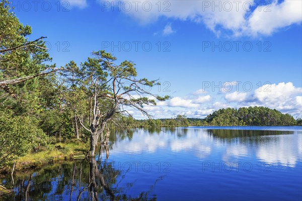 Shoreline by a lake by a bog with old pine trees and reflections in the water a beautiful sunny summer day in the wilderness, Sweden, Europe
