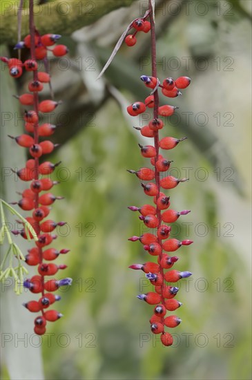 Bromeliad (Aechmea warasii), flowers, native to Brazil
