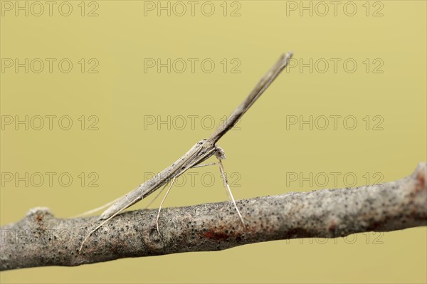 Feather moth (Agdistis spec.), Camargue, Provence, Southern France