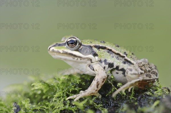 Small water frog (Pelophylax lessonae, Rana lessonae), North Rhine-Westphalia, Germany, Europe