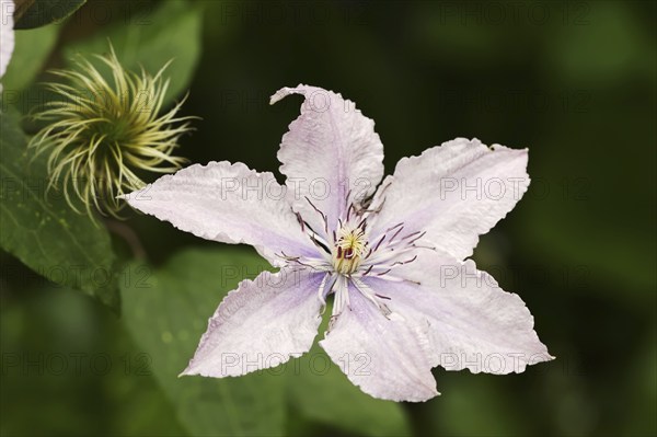 Clematis 'Ulrique' (Clematis hybride), flower, ornamental plant, North Rhine-Westphalia, Germany, Europe