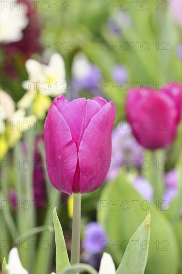 Tulip (Tulipa), flower red colour in a flower bed Wilnsdorf, North Rhine-Westphalia, Germany, Europe