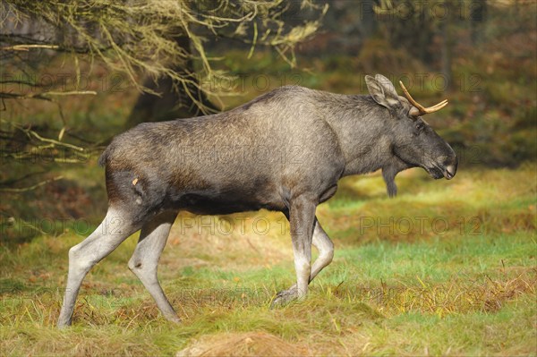 Close-up of an Eurasian elk (Alces alces) or moose in autumn in the bavarian forest