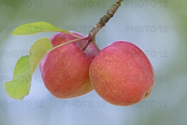 Apple tree (Malus domestica), branch with red apples, North Rhine-Westphalia, Germany, Europe